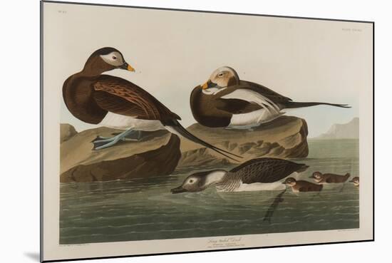 Long-Tailed Duck, 1836-John James Audubon-Mounted Giclee Print