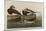 Long-Tailed Duck, 1836-John James Audubon-Mounted Giclee Print