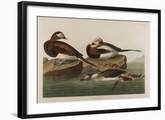 Long-Tailed Duck, 1836-John James Audubon-Framed Premium Giclee Print