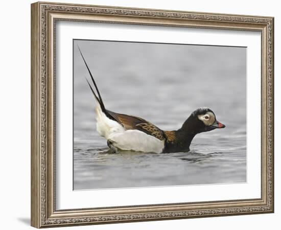 Long-Tailed Duck (Clangula Hyemalis) Male Leaning Forward in Water, Iceland-Markus Varesvuo-Framed Photographic Print