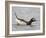 Long-Tailed Duck (Clangula Hyemalis) Male Leaning Forward in Water, Iceland-Markus Varesvuo-Framed Photographic Print