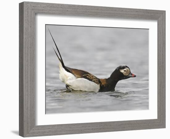 Long-Tailed Duck (Clangula Hyemalis) Male Leaning Forward in Water, Iceland-Markus Varesvuo-Framed Photographic Print