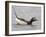 Long-Tailed Duck (Clangula Hyemalis) Male Leaning Forward in Water, Iceland-Markus Varesvuo-Framed Photographic Print