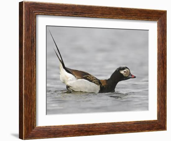 Long-Tailed Duck (Clangula Hyemalis) Male Leaning Forward in Water, Iceland-Markus Varesvuo-Framed Photographic Print