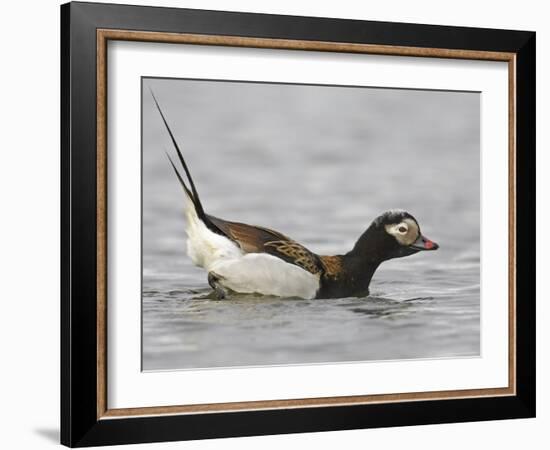 Long-Tailed Duck (Clangula Hyemalis) Male Leaning Forward in Water, Iceland-Markus Varesvuo-Framed Photographic Print