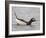 Long-Tailed Duck (Clangula Hyemalis) Male Leaning Forward in Water, Iceland-Markus Varesvuo-Framed Photographic Print