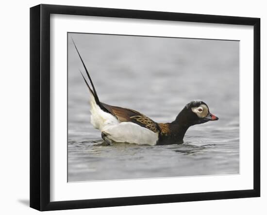 Long-Tailed Duck (Clangula Hyemalis) Male Leaning Forward in Water, Iceland-Markus Varesvuo-Framed Photographic Print