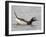 Long-Tailed Duck (Clangula Hyemalis) Male Leaning Forward in Water, Iceland-Markus Varesvuo-Framed Photographic Print