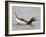 Long-Tailed Duck (Clangula Hyemalis) Male Leaning Forward in Water, Iceland-Markus Varesvuo-Framed Photographic Print