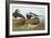 Long-Tailed Duck-John James Audubon-Framed Art Print