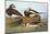 Long-Tailed Duck-John James Audubon-Mounted Art Print
