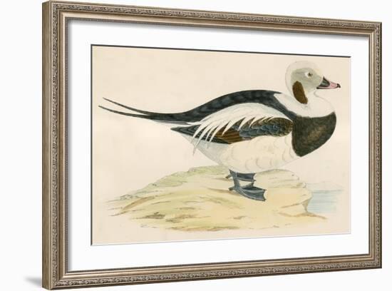 Long Tailed Duck-Beverley R. Morris-Framed Giclee Print