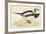 Long Tailed Duck-Beverley R. Morris-Framed Giclee Print