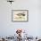 Long Tailed Duck-Beverley R. Morris-Framed Giclee Print displayed on a wall