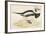Long Tailed Duck-Beverley R. Morris-Framed Giclee Print