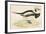 Long Tailed Duck-Beverley R. Morris-Framed Giclee Print