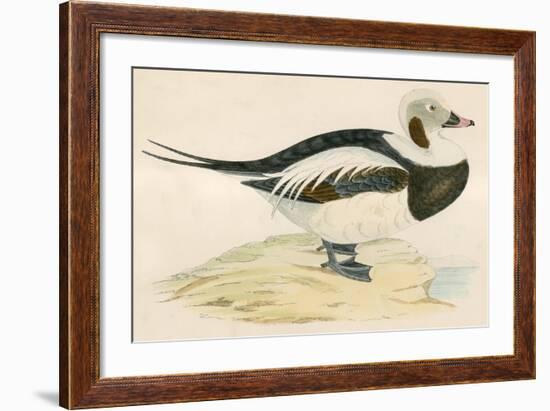 Long Tailed Duck-Beverley R. Morris-Framed Giclee Print