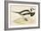 Long Tailed Duck-Beverley R. Morris-Framed Giclee Print