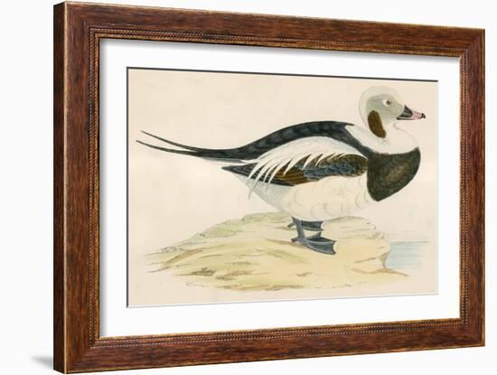 Long Tailed Duck-Beverley R. Morris-Framed Giclee Print