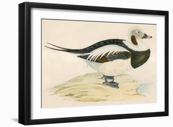 Long Tailed Duck-Beverley R. Morris-Framed Giclee Print