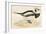 Long Tailed Duck-Beverley R. Morris-Framed Giclee Print