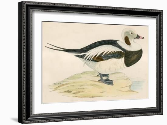 Long Tailed Duck-Beverley R. Morris-Framed Giclee Print