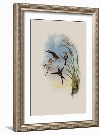 Long-Tailed Emerald, Chlorostilbon Auriceps-John Gould-Framed Giclee Print