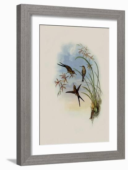 Long-Tailed Emerald, Chlorostilbon Auriceps-John Gould-Framed Giclee Print