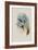 Long-Tailed Emerald, Chlorostilbon Auriceps-John Gould-Framed Giclee Print