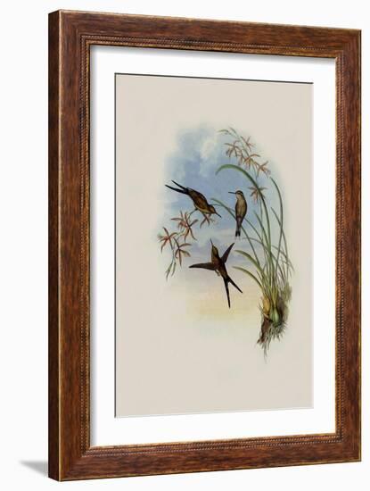 Long-Tailed Emerald, Chlorostilbon Auriceps-John Gould-Framed Giclee Print