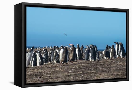 Long-tailed gentoo penguin colony (Pygoscelis papua), Saunders Island, Falklands, South America-Michael Runkel-Framed Premier Image Canvas