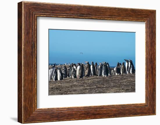 Long-tailed gentoo penguin colony (Pygoscelis papua), Saunders Island, Falklands, South America-Michael Runkel-Framed Photographic Print