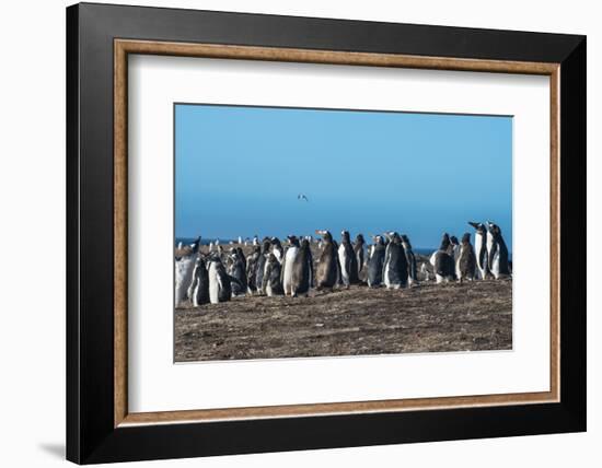 Long-tailed gentoo penguin colony (Pygoscelis papua), Saunders Island, Falklands, South America-Michael Runkel-Framed Photographic Print