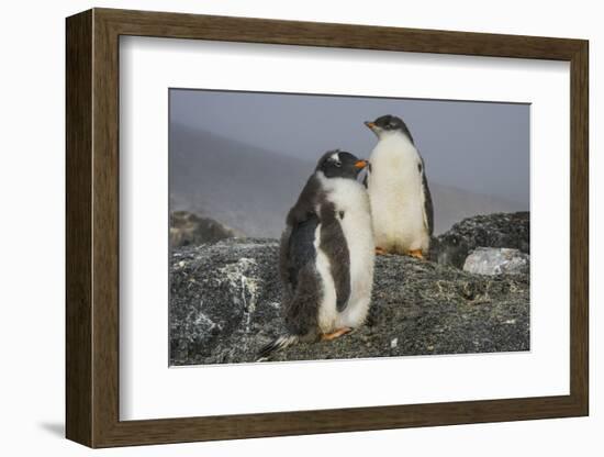 Long-tailed gentoo penguins (Pygoscelis papua), Gourdin Island, Antarctica, Polar Regions-Michael Runkel-Framed Photographic Print