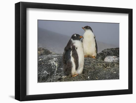 Long-tailed gentoo penguins (Pygoscelis papua), Gourdin Island, Antarctica, Polar Regions-Michael Runkel-Framed Photographic Print