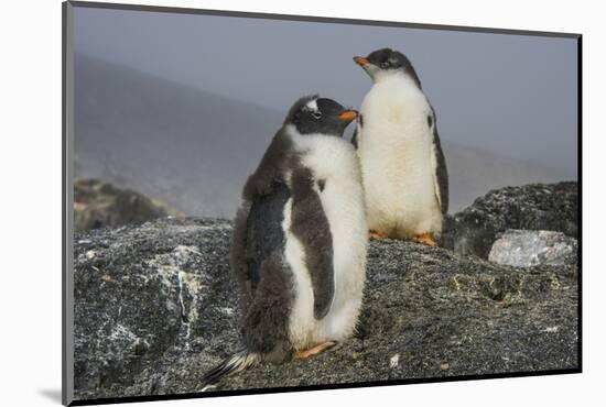 Long-tailed gentoo penguins (Pygoscelis papua), Gourdin Island, Antarctica, Polar Regions-Michael Runkel-Mounted Photographic Print