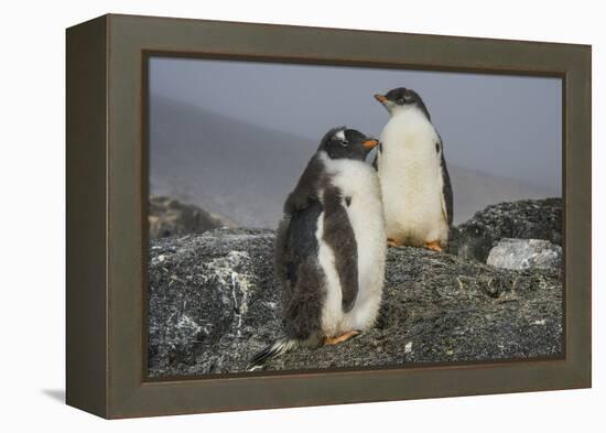 Long-tailed gentoo penguins (Pygoscelis papua), Gourdin Island, Antarctica, Polar Regions-Michael Runkel-Framed Premier Image Canvas