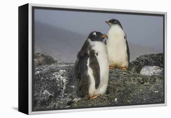 Long-tailed gentoo penguins (Pygoscelis papua), Gourdin Island, Antarctica, Polar Regions-Michael Runkel-Framed Premier Image Canvas