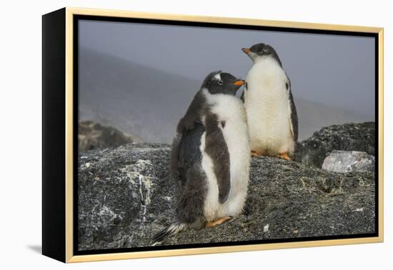 Long-tailed gentoo penguins (Pygoscelis papua), Gourdin Island, Antarctica, Polar Regions-Michael Runkel-Framed Premier Image Canvas