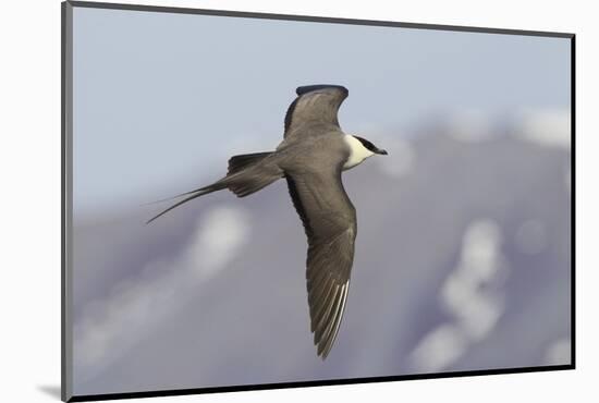 Long-Tailed Jaeger-Ken Archer-Mounted Photographic Print