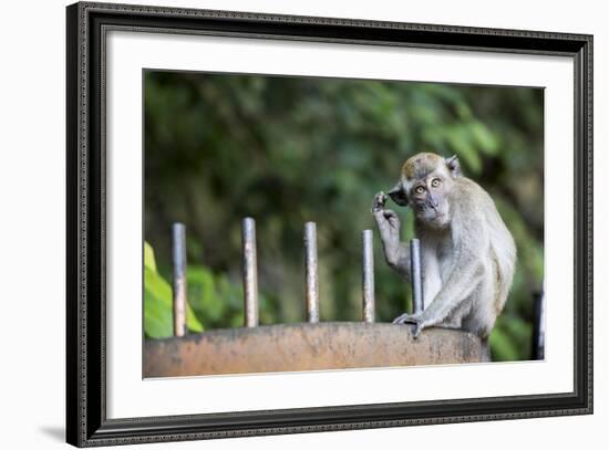 Long-Tailed Macaque at Batu Caves, Kuala Lumpur, Malaysia-Paul Souders-Framed Photographic Print