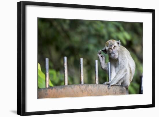 Long-Tailed Macaque at Batu Caves, Kuala Lumpur, Malaysia-Paul Souders-Framed Photographic Print