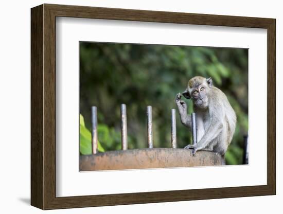 Long-Tailed Macaque at Batu Caves, Kuala Lumpur, Malaysia-Paul Souders-Framed Photographic Print