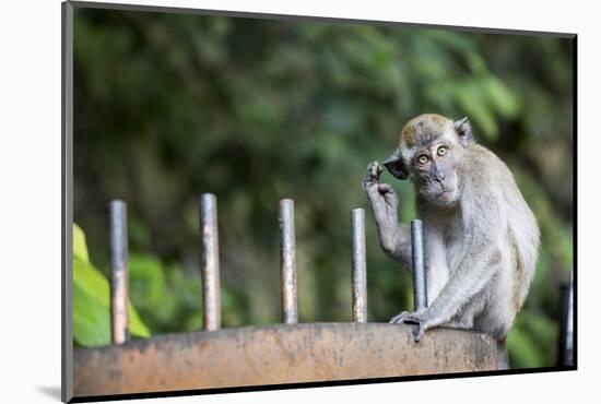 Long-Tailed Macaque at Batu Caves, Kuala Lumpur, Malaysia-Paul Souders-Mounted Photographic Print