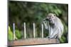 Long-Tailed Macaque at Batu Caves, Kuala Lumpur, Malaysia-Paul Souders-Mounted Photographic Print