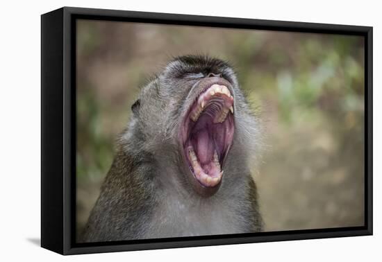 Long-Tailed Macaque (Macaca Fascicularis), Bako National Park, Sarawak, Borneo, Malaysia-Michael Nolan-Framed Premier Image Canvas