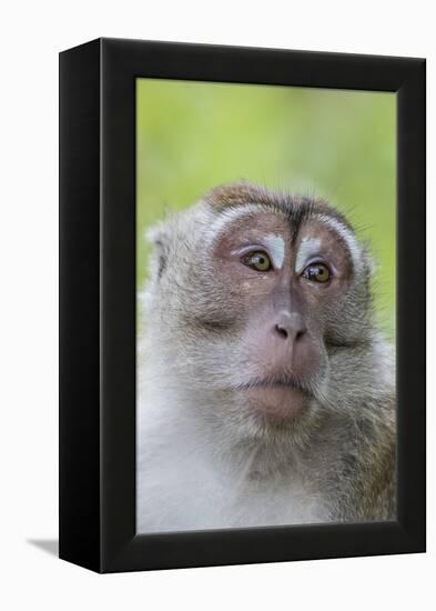 Long-Tailed Macaque (Macaca Fascicularis), Bako National Park, Sarawak, Borneo, Malaysia-Michael Nolan-Framed Premier Image Canvas