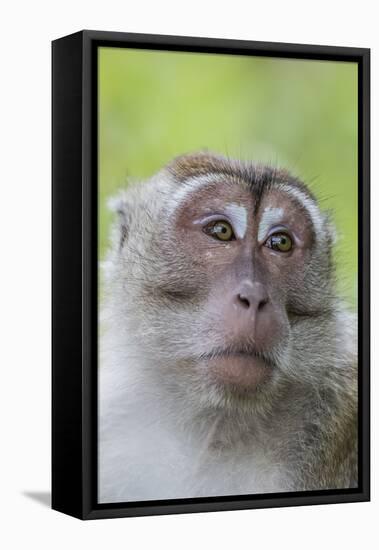 Long-Tailed Macaque (Macaca Fascicularis), Bako National Park, Sarawak, Borneo, Malaysia-Michael Nolan-Framed Premier Image Canvas