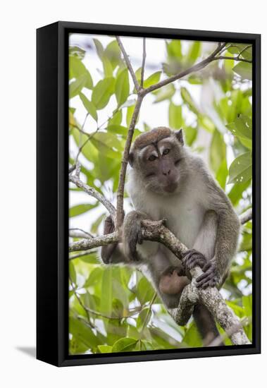 Long-Tailed Macaque (Macaca Fascicularis), Bako National Park, Sarawak, Borneo, Malaysia-Michael Nolan-Framed Premier Image Canvas