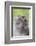 Long-Tailed Macaque (Macaca Fascicularis), Bako National Park, Sarawak, Borneo, Malaysia-Michael Nolan-Framed Photographic Print